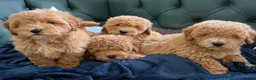 Poochon dogs for sale: 5⭐️ Licensed. Health tested Poochons - Advert 3