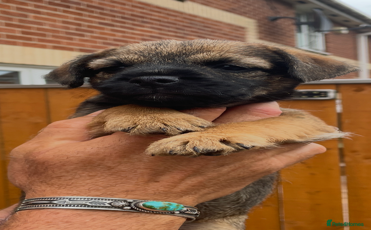Border Terrier dogs - Advert 1