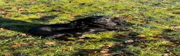 Cocker Spaniel dogs for sale: KC COCKER PUPPIES - Advert 7