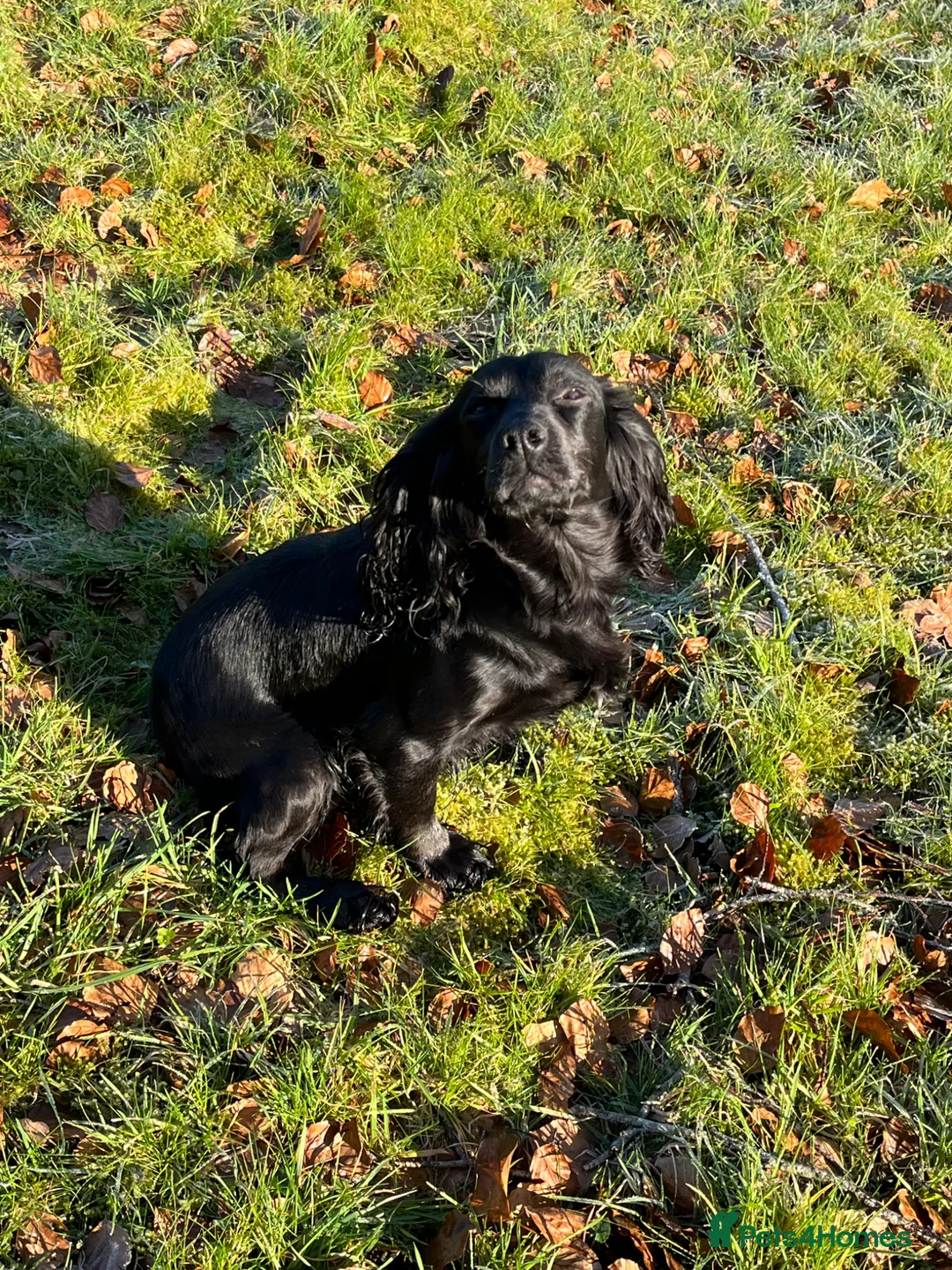 Cocker Spaniel dogs for sale: KC COCKER PUPPIES - Advert 7