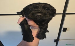 Cocker Spaniel dogs for sale: 🩷🐶 Beautiful Cocker Spaniel Puppies 🐶 🩷 - Image 6