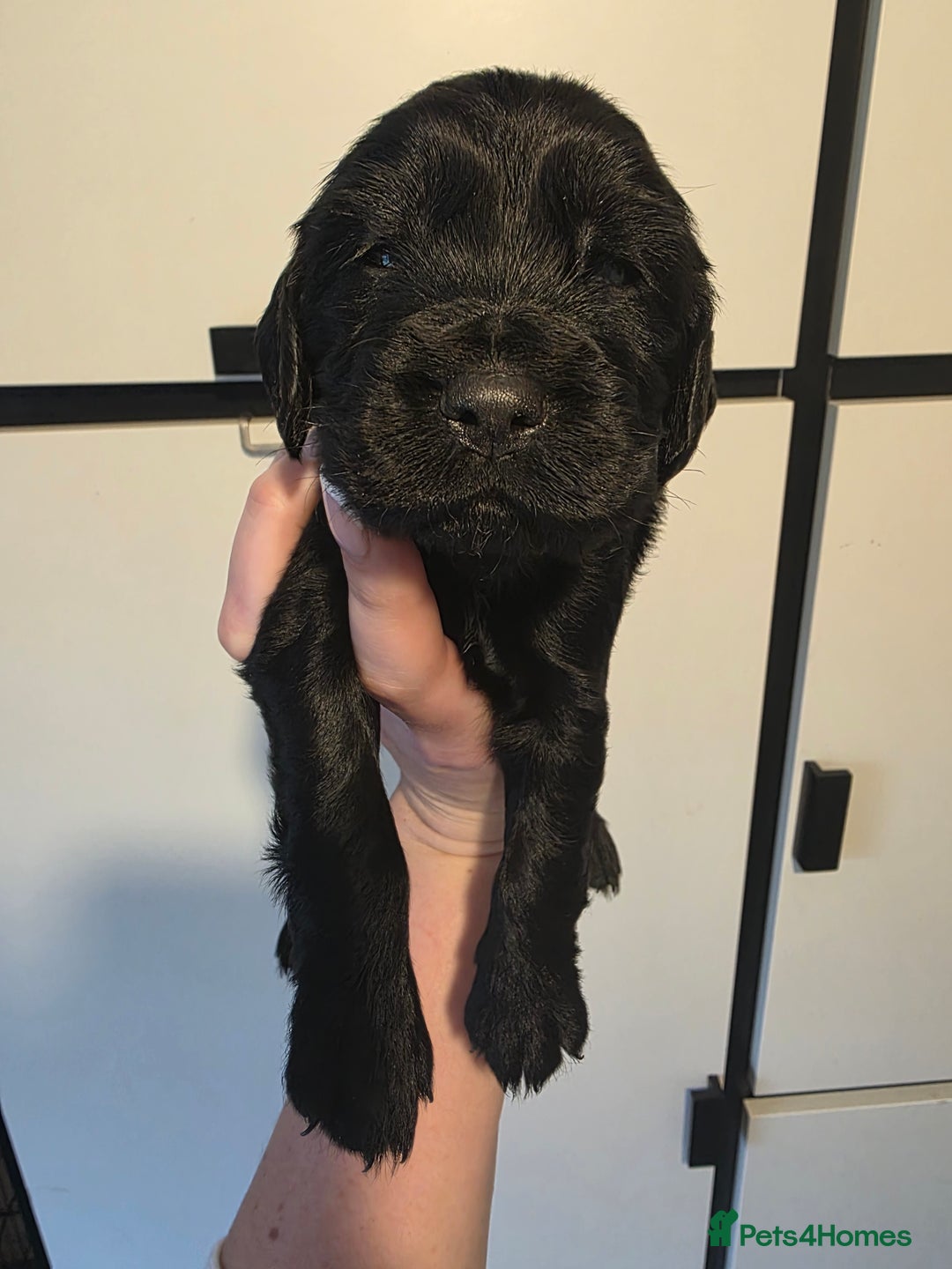 Cocker Spaniel dogs for sale: 🩷🐶 Beautiful Cocker Spaniel Puppies 🐶 🩷 - Image 6