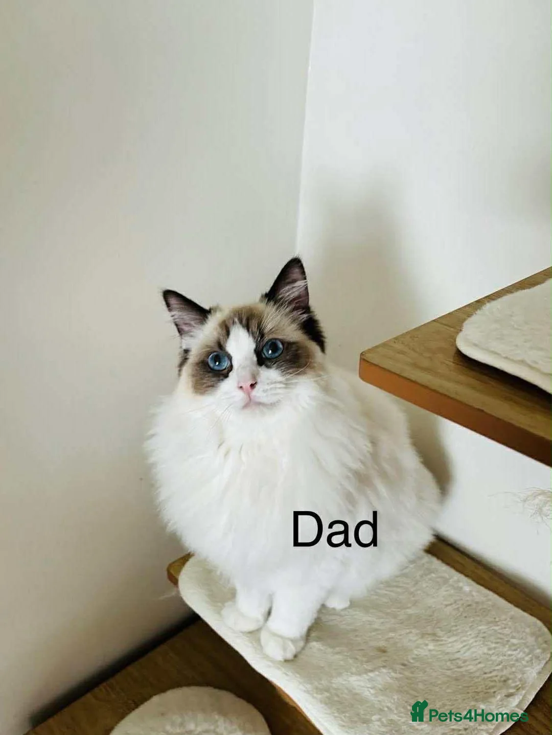 Ragdoll cats for sale: Beautiful ragdolls kittens - Advert 9