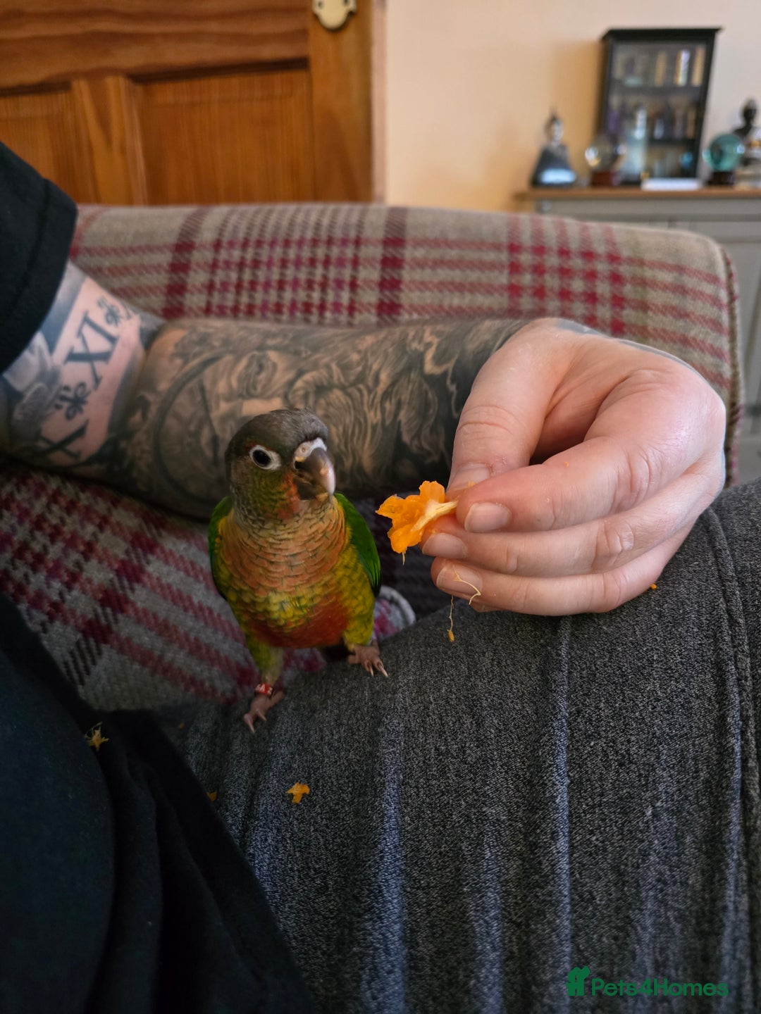 Parakeets birds for sale: Green Cheeked Conure. - Image 10