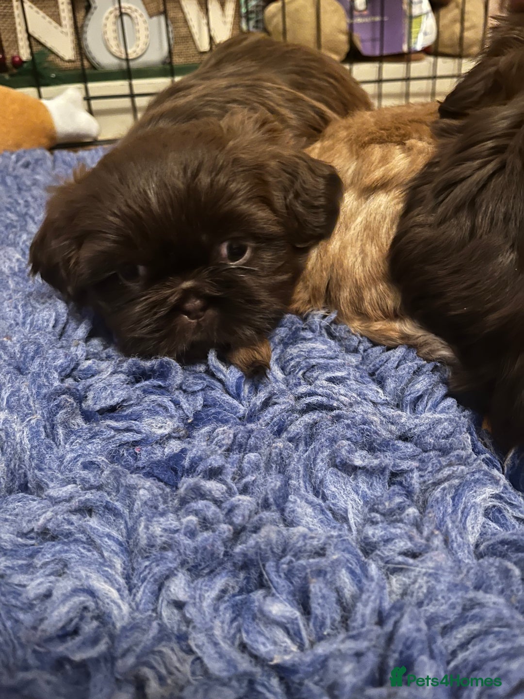 Shih Tzu dogs for sale: Adorable Shih Tzu puppies - Advert 8