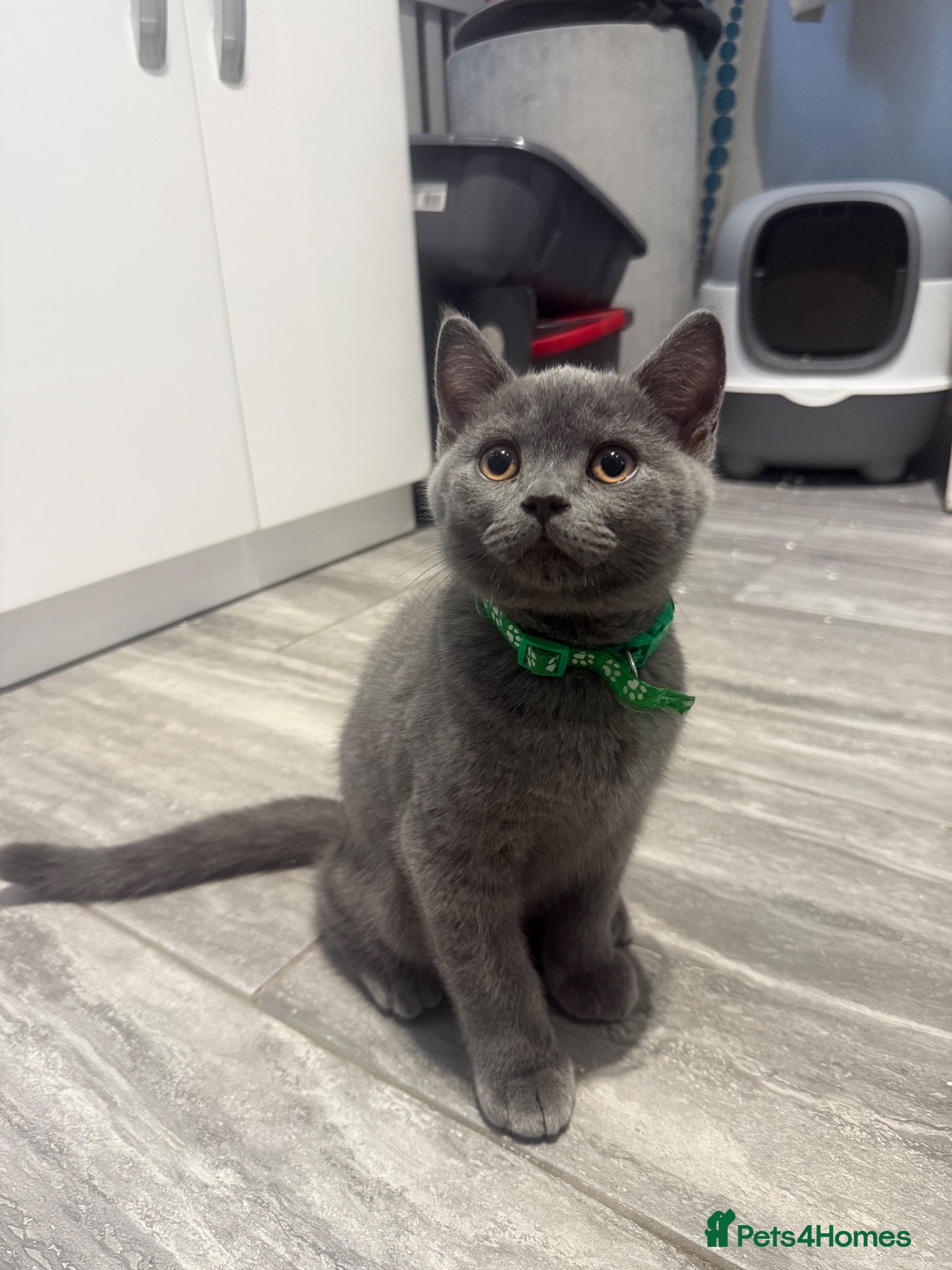 British Shorthair cats British shorthair kittens 3 left - Advert 1
