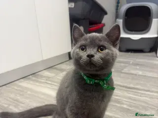 British Shorthair cats British shorthair kittens 3 left - Advert 1