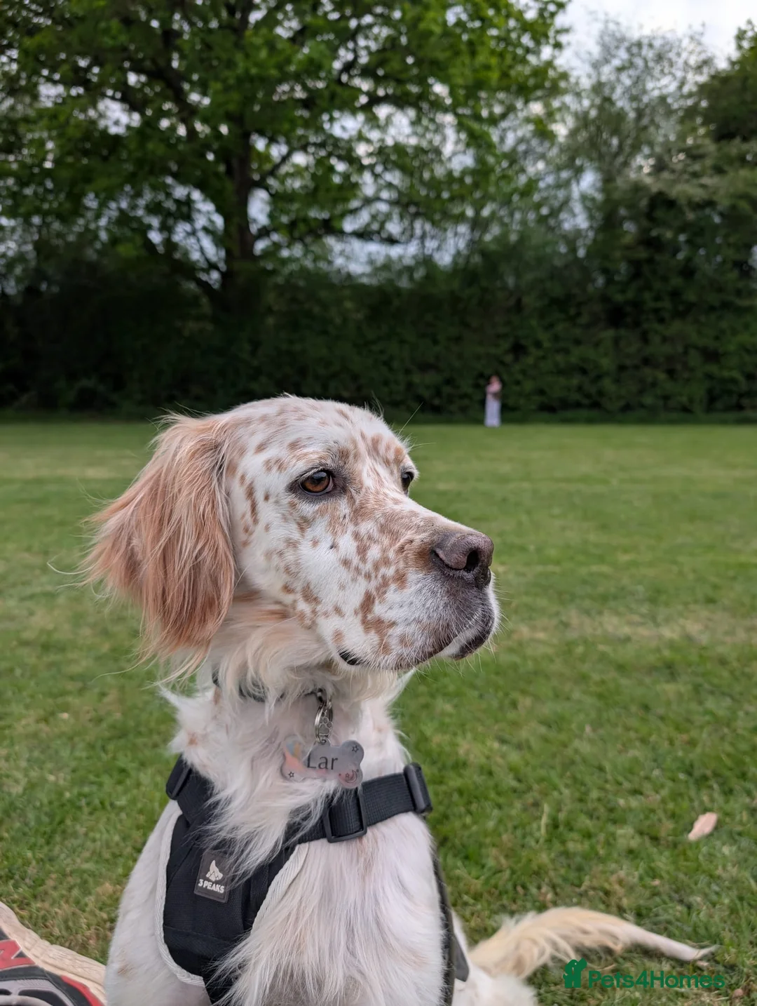 English Setter dogs for adoption: Lar   in Crawley - Advert 1