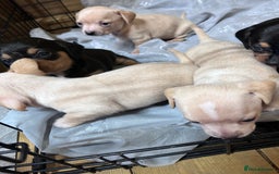 Mixed Breed dogs for sale: Chiweenie puppies  - Image 2