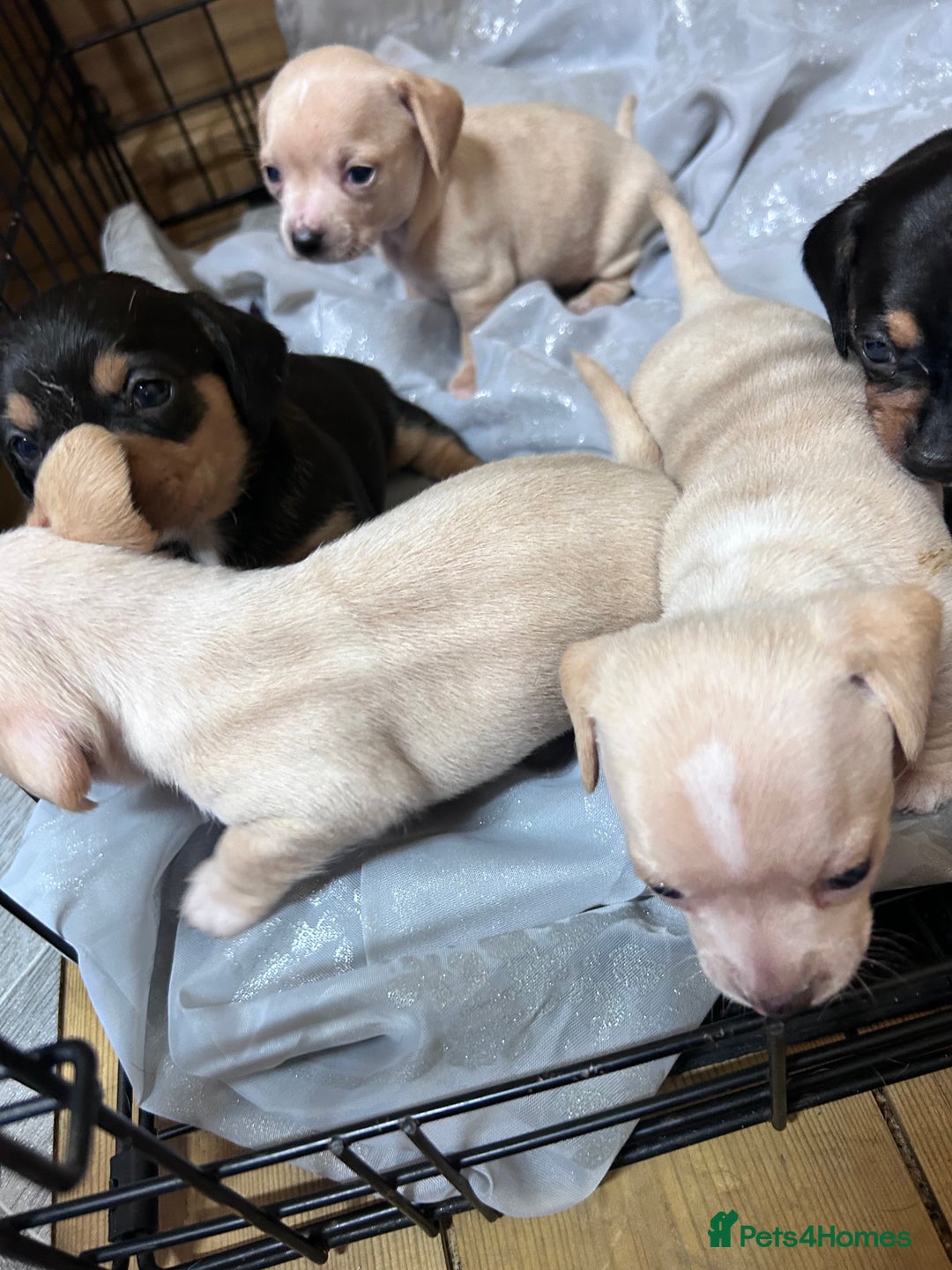 Mixed Breed dogs for sale: Chiweenie puppies  - Image 2