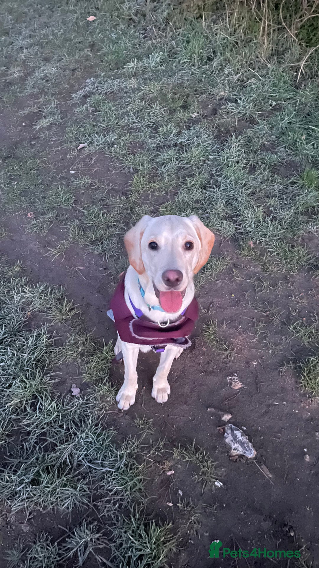 Labrador Retriever dogs for sale: Labrador female puppy 8 months old  - Advert 1