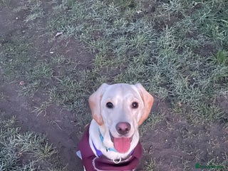 Labrador Retriever dogs Labrador female puppy 8 months old - Advert 3