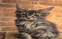 Maine Coon cats for sale: Beautiful Maine Coon kittens - Image 8