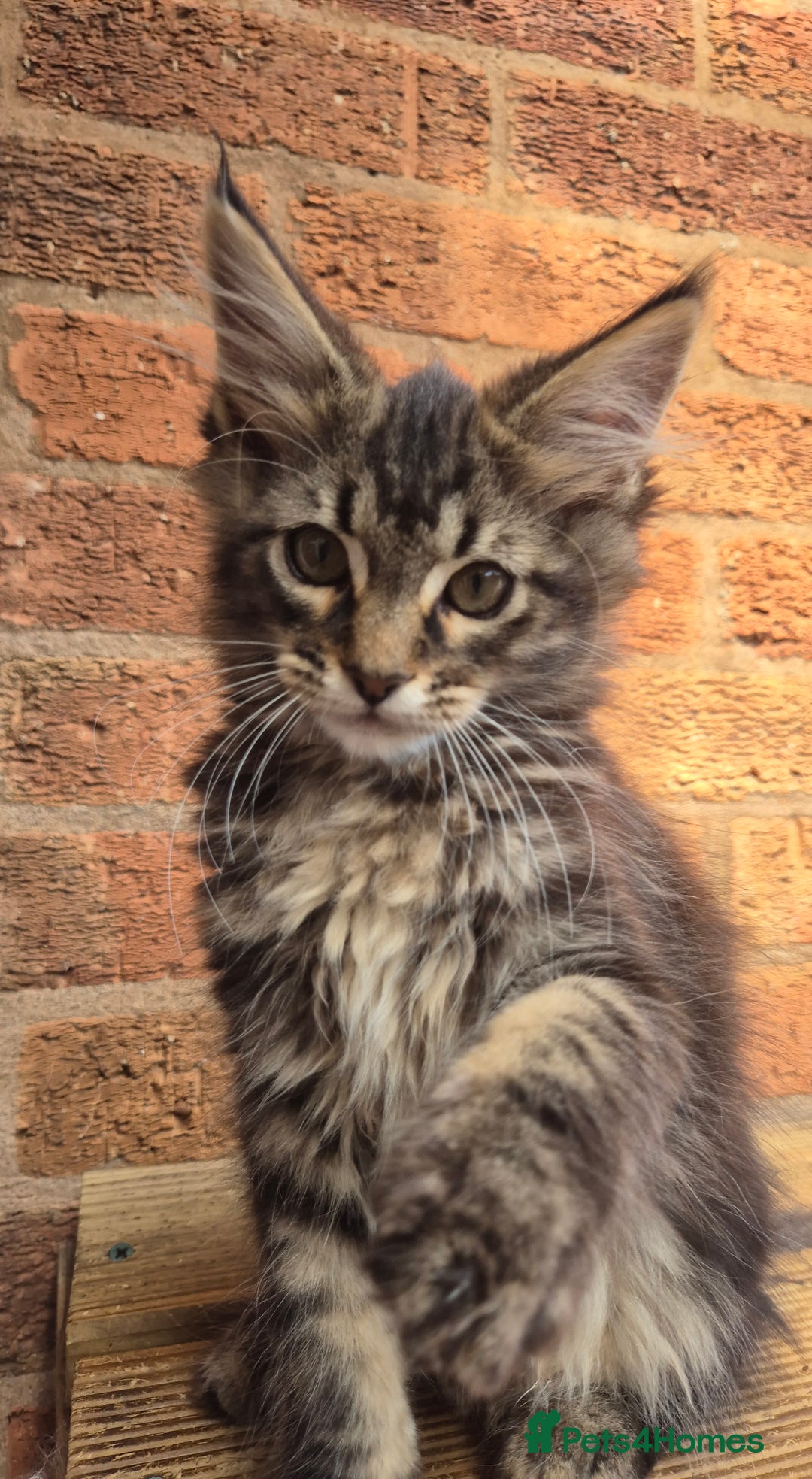 Maine Coon cats for sale: Beautiful Maine Coon kittens - Image 8