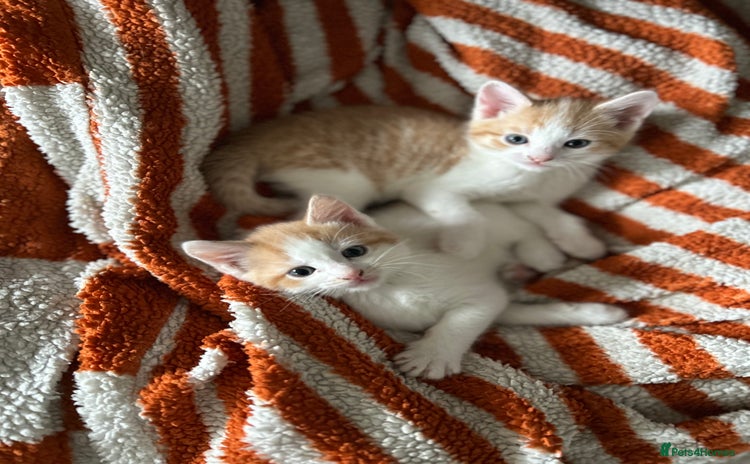 Domestic Shorthair cats - Advert 2