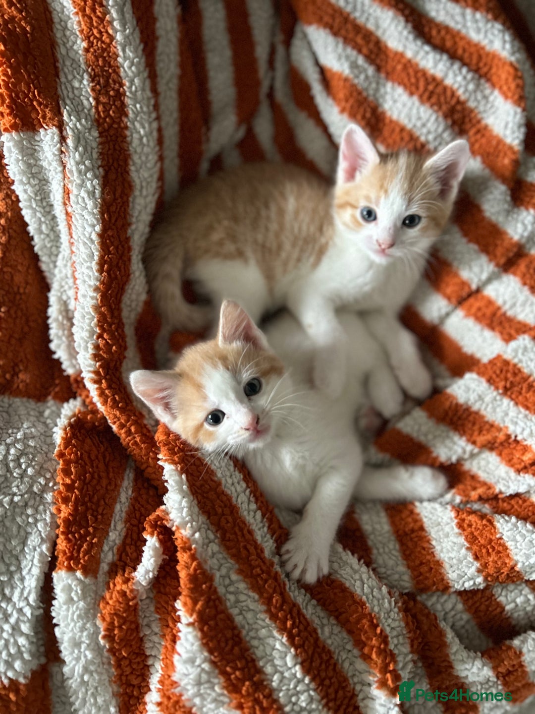 Domestic Shorthair cats for sale: Kitten available now - Image 1