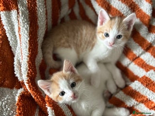 Domestic Shorthair cats - Advert 37