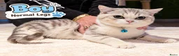 Scottish Fold cats for sale: Beautiful Scottish Fold,British & Munchkin Kittens - Advert 10