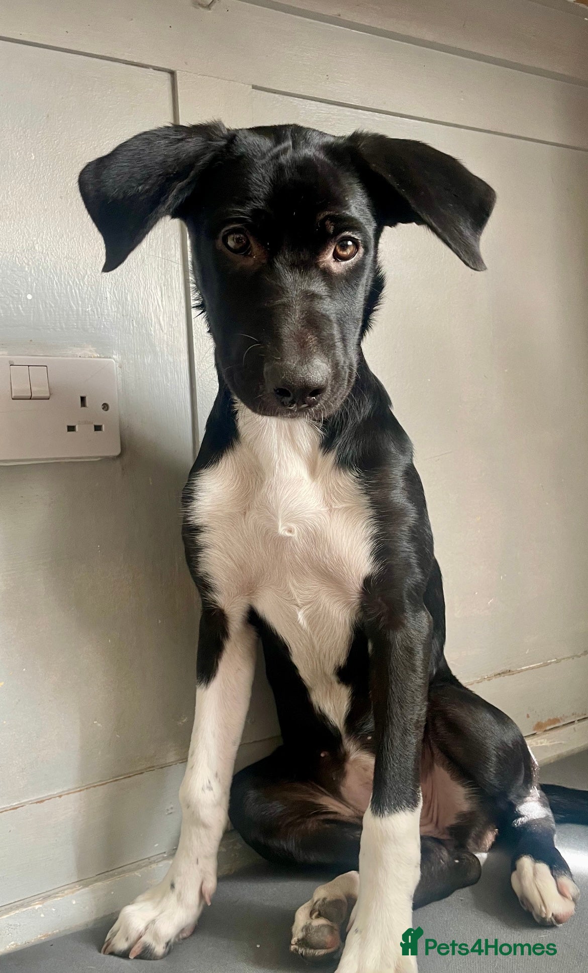 Mixed Breed dogs Mixed breed female - Advert 8