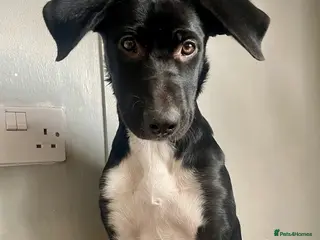 Mixed Breed dogs Mixed breed female - Advert 8
