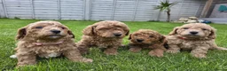 Poochon dogs for sale: DNA health tested Poochon Puppies 🐶  - Advert 9