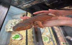 Bearded Dragon reptiles for sale: 1 lovely orange male bearded dragon  - Image 5