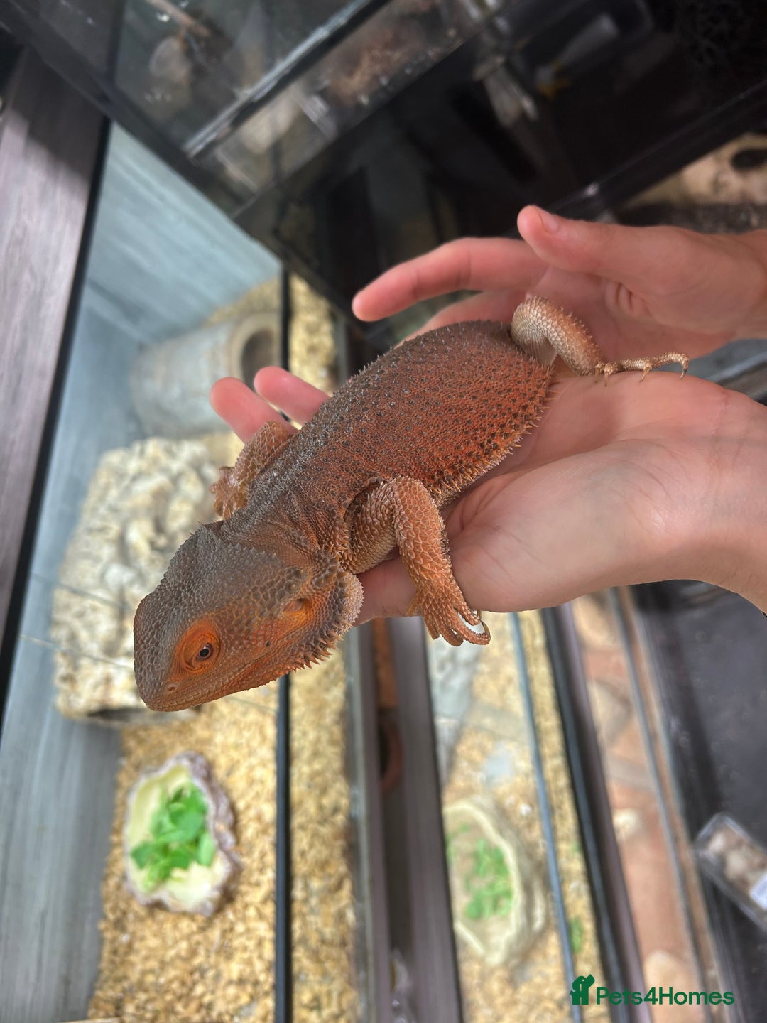Bearded Dragon reptiles for sale: 1 lovely orange male bearded dragon  - Image 5