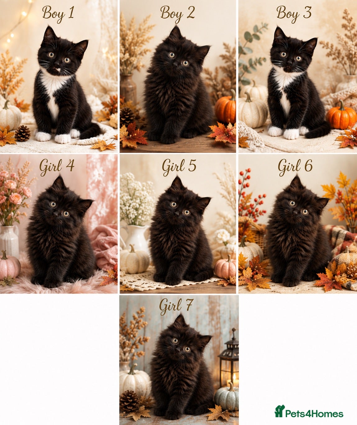 British Longhair cats Adorable British x longhair kittens 🐾 🐱  - Advert 18