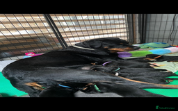 Rottweiler dogs for sale: Rottweiler puppies  - Image 2