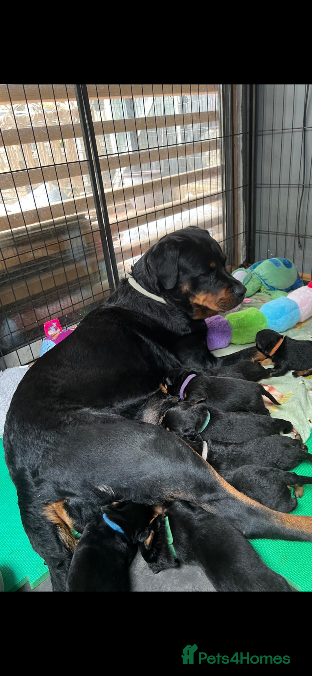 Rottweiler dogs for sale: Rottweiler puppies  - Image 2