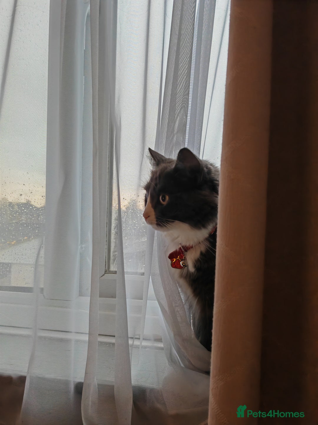 British Longhair cats for sale: British longhair female for sale - Image 7