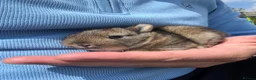 Netherland Dwarf rabbits for sale: *Quality* netherland dwarf bunnies  - Advert 2