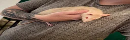 Rat rodents for sale: Rat boys  - Advert 3