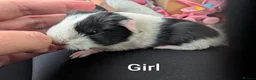 Guinea Pig rodents for sale: Funky babies  in Washington - Advert 12