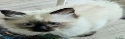Ragdoll cats for sale: 2 beautiful seal point Ragdoll Kittens  - Advert 6