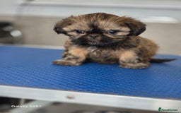 Shih Tzu dogs for sale: Lovely litter of shihtzu  - Image 5