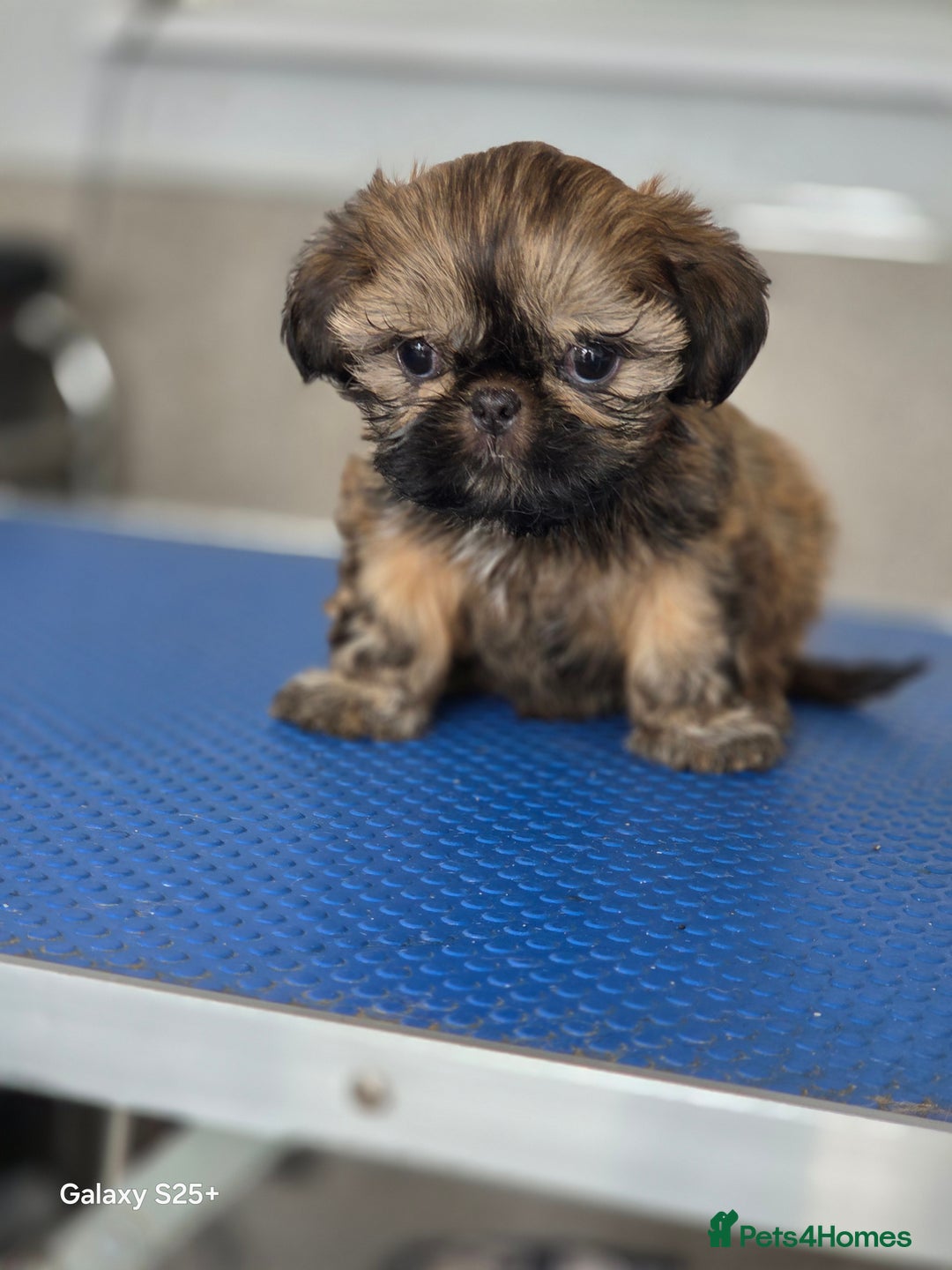 Shih Tzu dogs for sale: Lovely litter of shihtzu  - Image 5