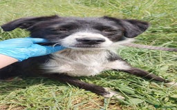 Mixed Breed dogs for adoption: Terrific Trixie - Image 10