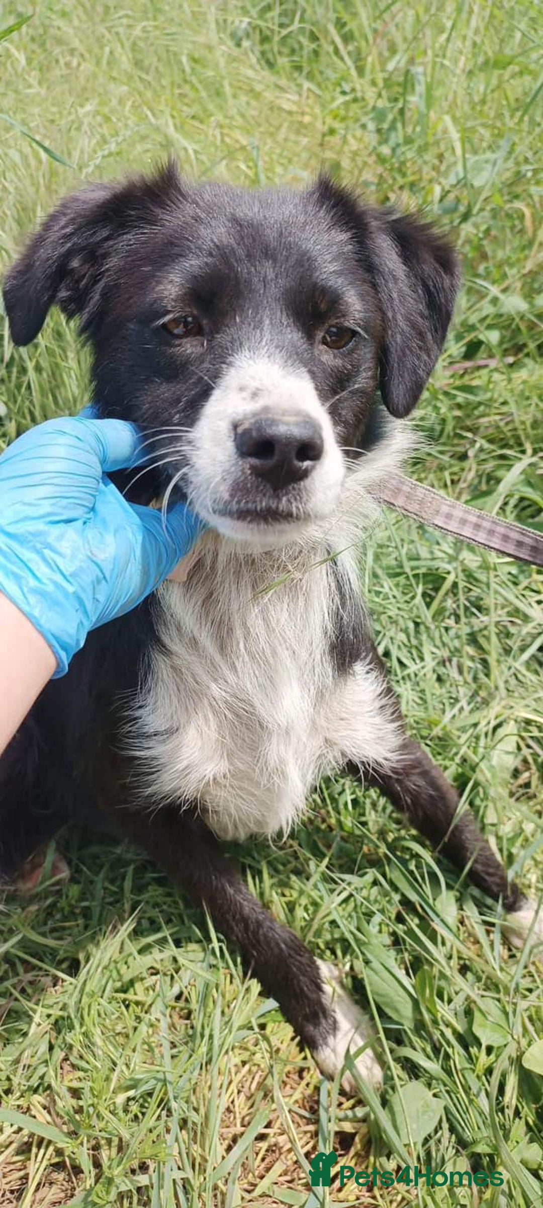 Mixed Breed dogs for adoption: Terrific Trixie - Image 10
