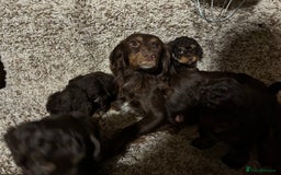 Cockapoo dogs for sale: Gorgous F1 chocolate and tan cockapoo puppies  - Image 11