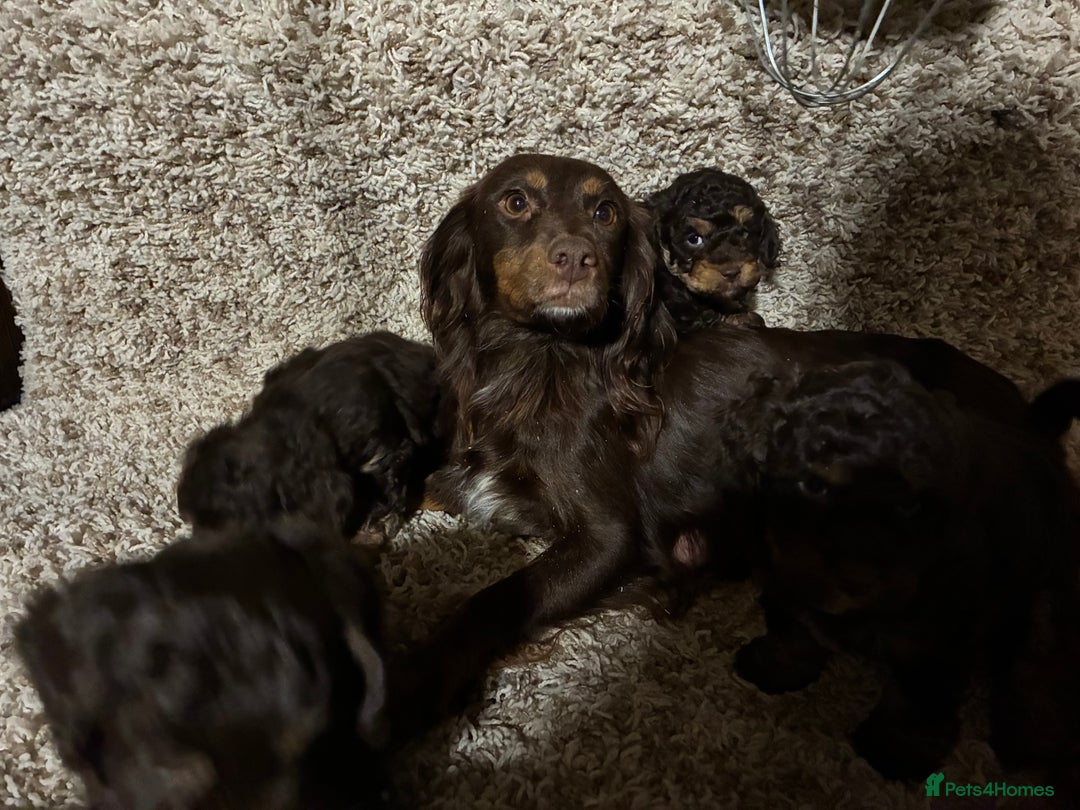 Cockapoo dogs for sale: Gorgous F1 chocolate and tan cockapoo puppies  - Image 11