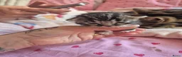Mixed Breed cats for sale: Boy and girl kitten - Advert 8