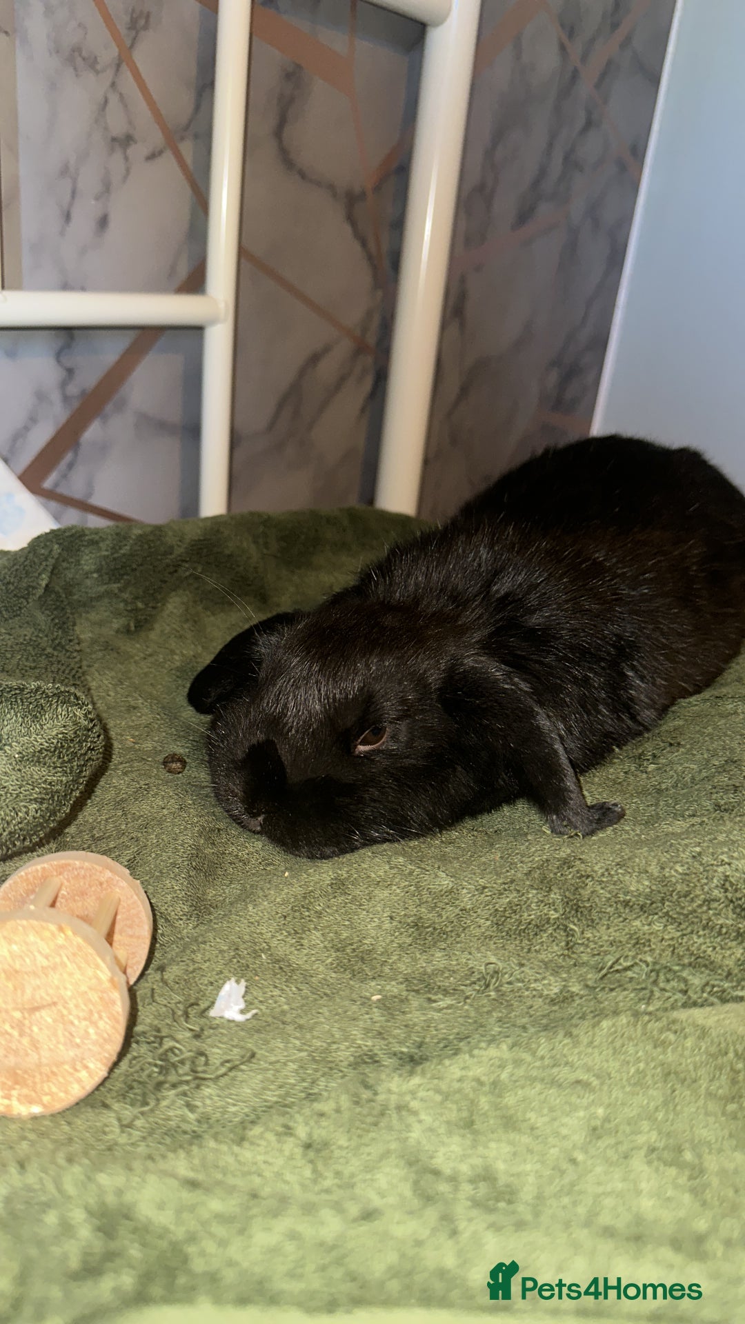 Mini Lop rabbits for sale: Mini lop black - Advert 2