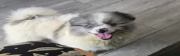 Pomeranian dogs for sale:  3 gorgeous pomeranian puppies available  - Advert 7