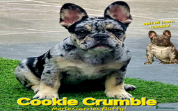 French Bulldog dogs for sale: Frenchy's stunning and ready to go - Image 3