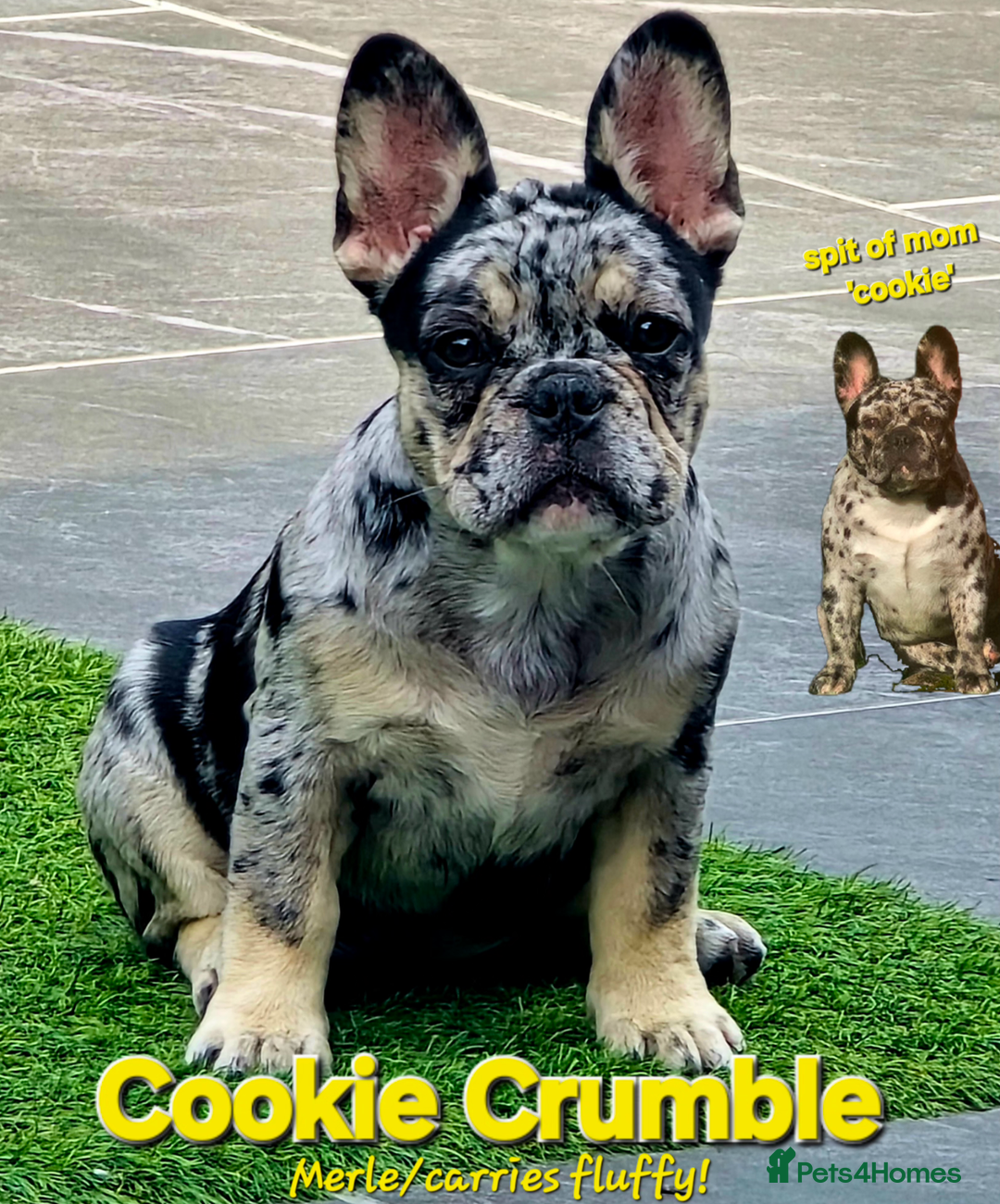 French Bulldog dogs for sale: Frenchy's stunning and ready to go - Image 3