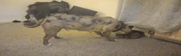 Mixed Breed dogs for sale: Tri pearl meral old tyme bulldog  cross staffy pup - Advert 4