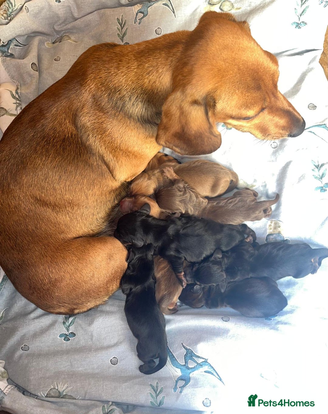 Miniature Dachshund dogs for sale: Miniature dachshund puppies  - Image 33