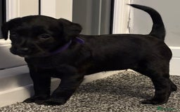 Mixed Breed dogs for sale: fox red Labrador X whippet puppies - Image 6