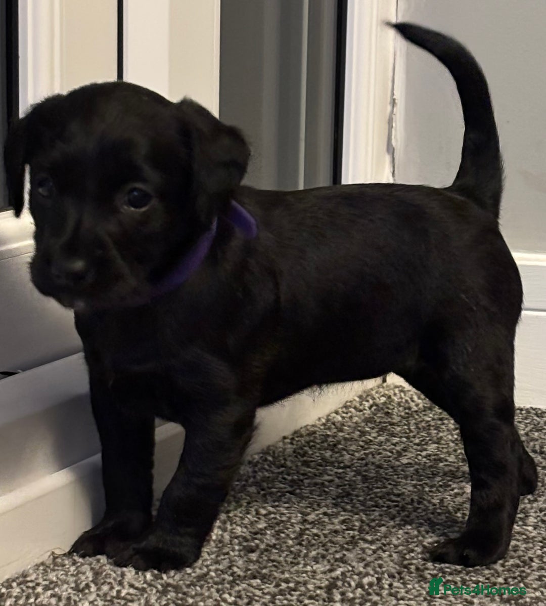 Mixed Breed dogs for sale: fox red Labrador X whippet puppies - Image 6